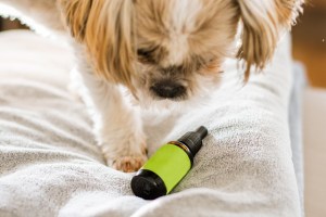 7 Reasons CBD Oil For Dogs Is All Over The News Lately