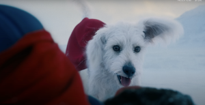 Superman’s Use of Krypto Proves James Gunn is the Superhero Movie Auteur of Our Time