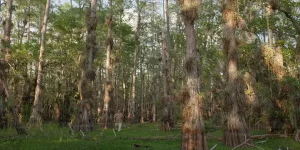 RIVER OF GRASS: The Sensations of Nature in a Threatened Biome