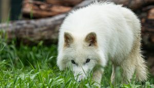 Colossal’s Dire Wolf Pack Is Finally One