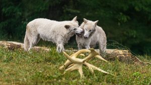 The Dire Wolf’s Future: What De-Extinction Looks Like Years from Now