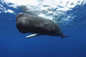 WHALEFALL Teaser